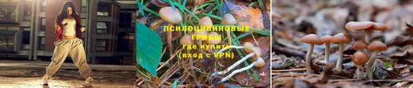 гашик Арсеньев